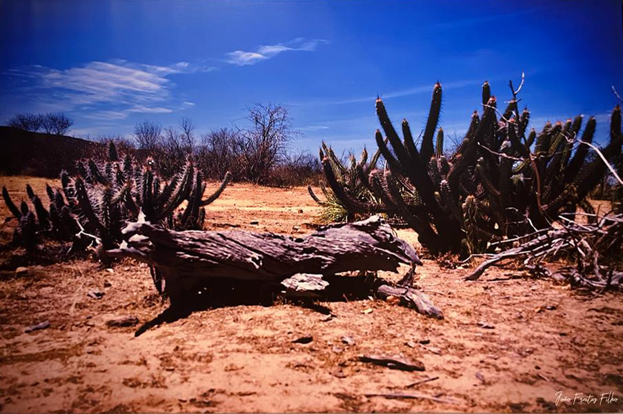 Atacama da Caatinga I